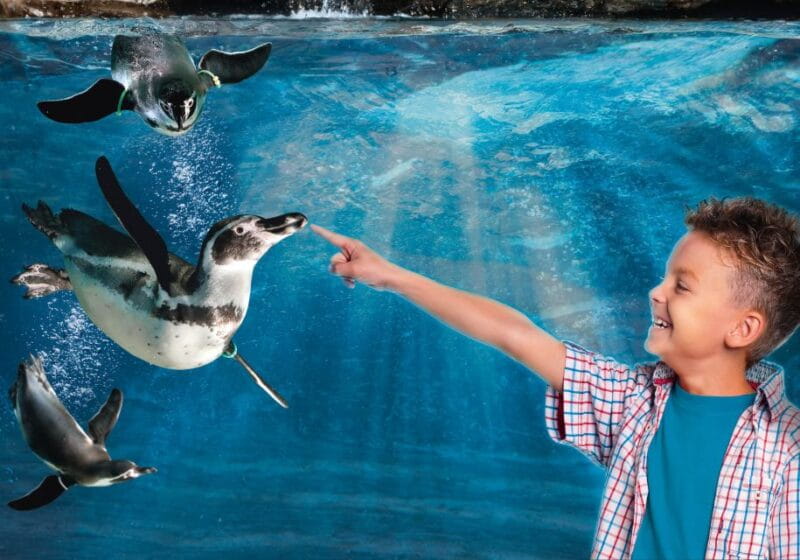 Aquarium of Cattolica Entry Ticket - Key Points / Takeaways