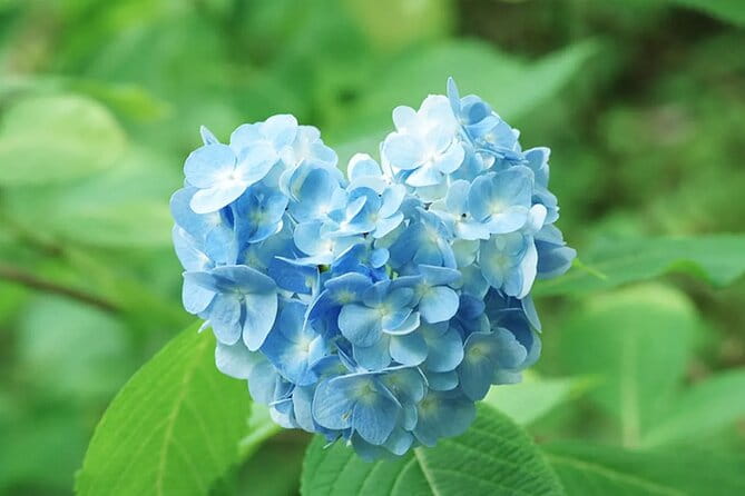 Arashiyama Autumn Leaves & Sanzen-In Temple Tour From Osaka/Kyoto - Important Considerations for Travelers