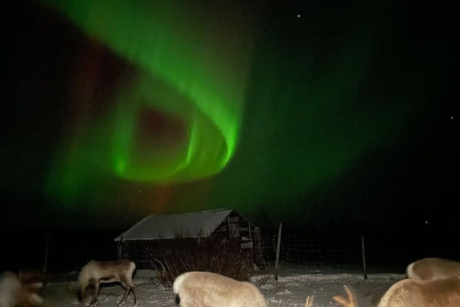 Arctic Adventure with Reindeer and Northern Lights Hunt 18:30 pm - Key Points