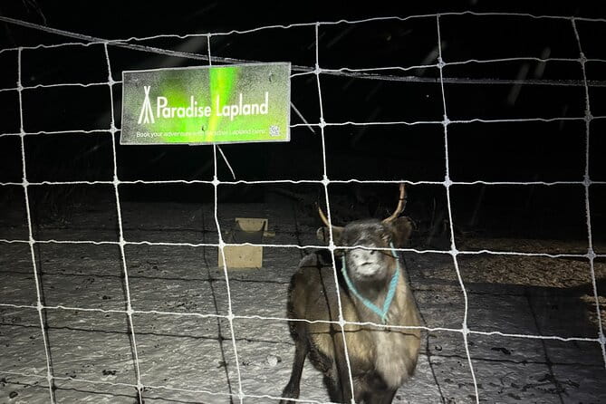 Arctic Adventure with Reindeer and Northern Lights Hunt 18:30 pm - Who Is This Tour Perfect For?