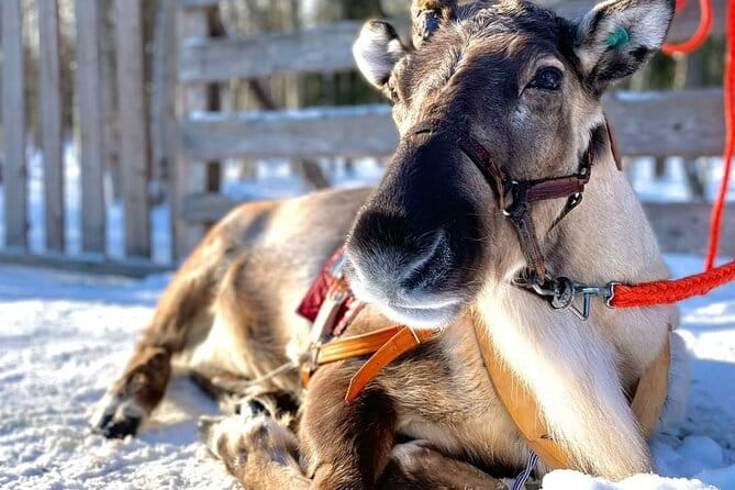 Arctic Animals Adventure with Lunch Buffet - Possible Drawbacks or Considerations