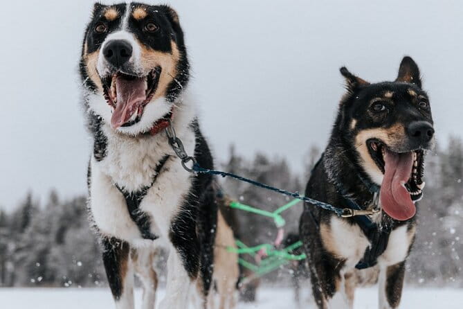 Arctic Animals Adventure with Lunch Buffet - Who Would Love This Experience?