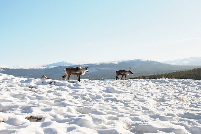 Arctic Day: Yukon Wildlife Half Day Viewing Tour - Wildlife Viewing Highlights