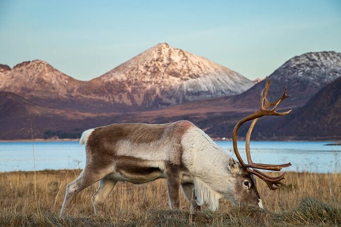 Arctic Landscapes Hiking Tour - Sightseeing & Snowshoeing, Tromsø - Group Size Limitation