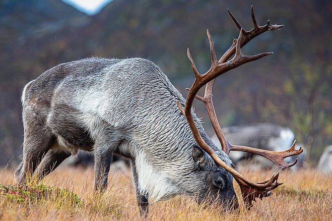 Arctic Nature Tour From Tromsø by Minibus - Additional Information