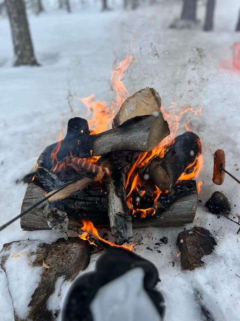 Arctic Reindeer Farm Experience with Snowshoeing in the Wild - Key Points / Takeaways