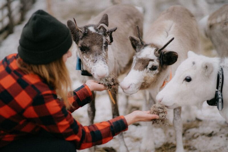 Arctic Reindeer Farm Experience with Snowshoeing in the Wild - Who Will Love This Tour?
