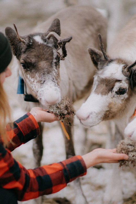 Arctic Reindeer Farm Experience with Snowshoeing in the Wild - FAQ