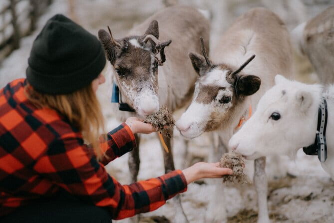 Arctic Reindeer Farm Experience with Snowshoeing in the Wild - An Authentic Arctic Adventure: Reindeer Farm and Snowshoeing Near Levi