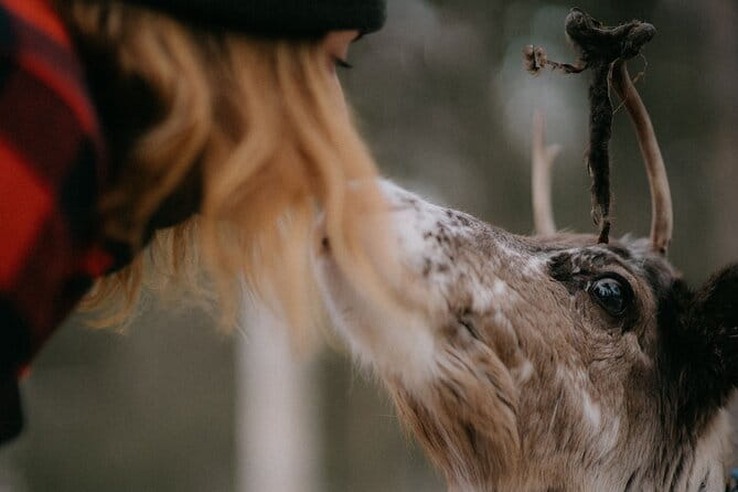 Arctic Reindeer Farm Experience with Snowshoeing in the Wild - Who Is This Experience Best For?
