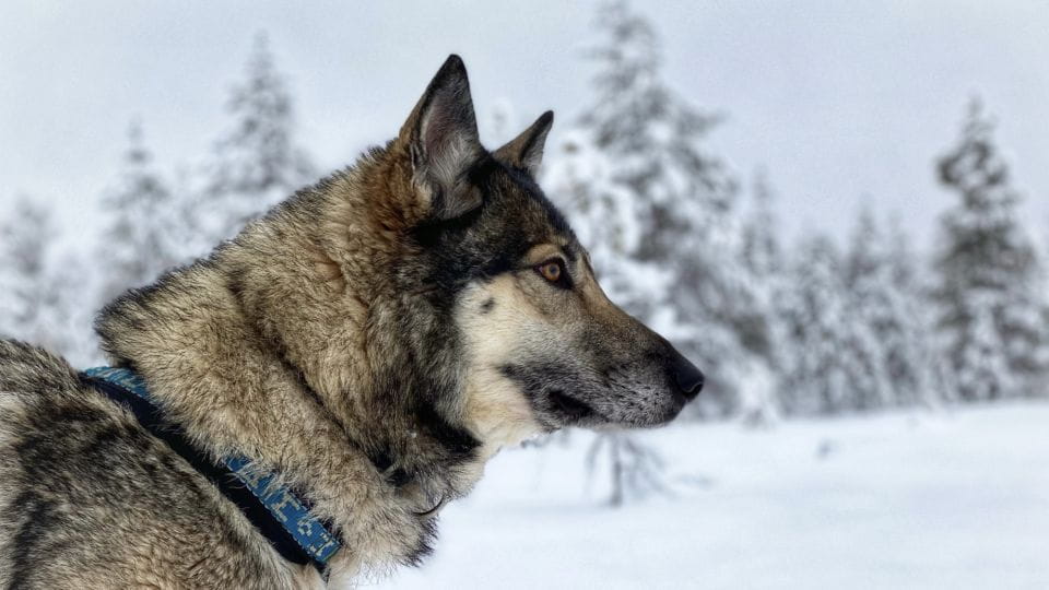 Arctic Wolf Extreme - Private Tour - Key Points