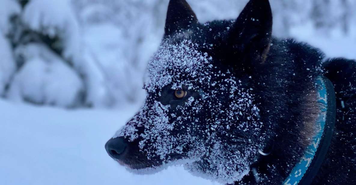 Arctic Wolf Extreme - Private Tour - Activities