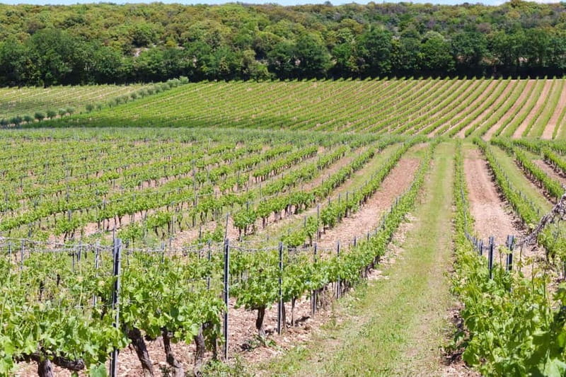 Ardèche: Cellar tour and tasting of 15 wines - Price and Value