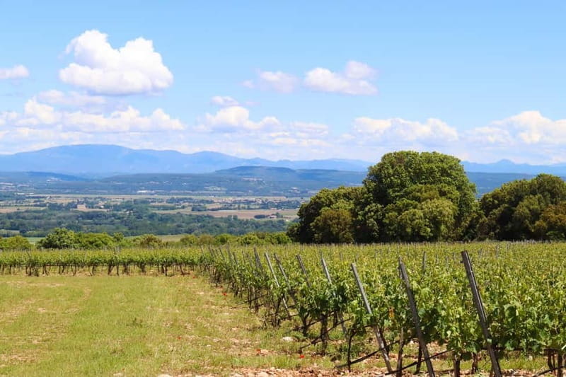 Ardèche: Cellar tour and tasting of 15 wines - Final Thoughts