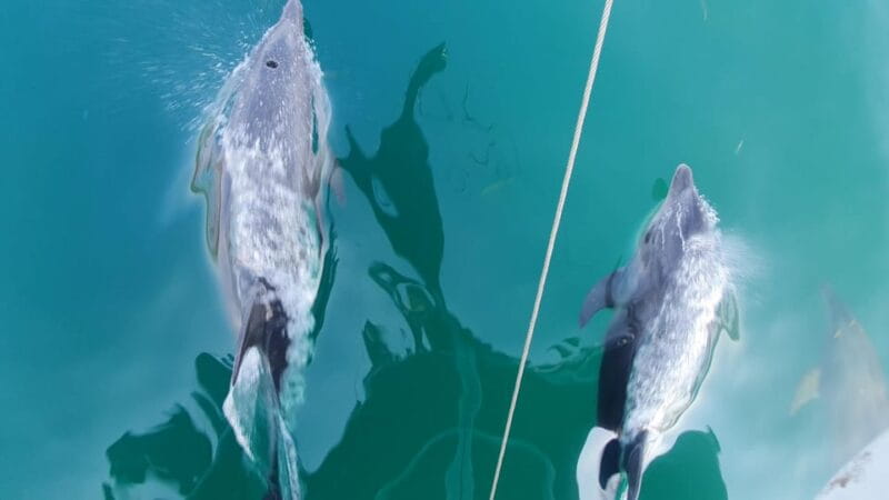 Argostoli: Full-Day Boat Trip with Lunch & Unlimited Drinks - Final Thoughts