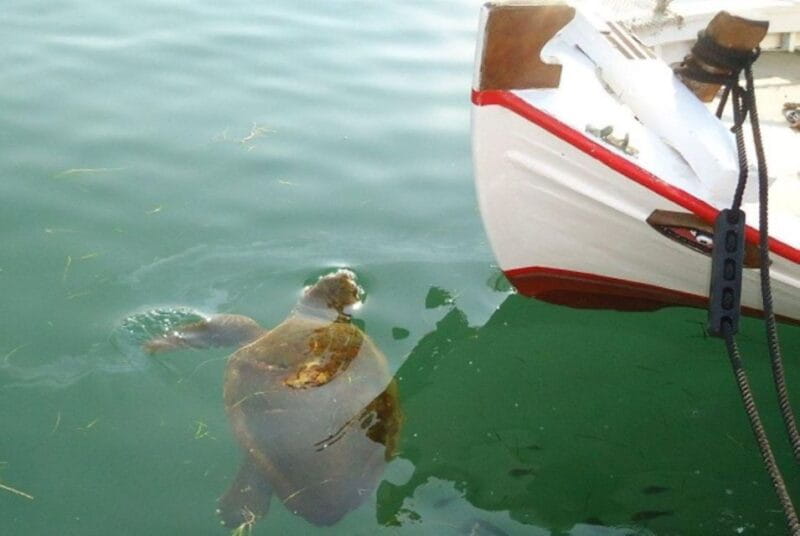 Argostoli Walking Tour - The Town's Tale on Foot - Starting Point: From the Harbor to the City Center