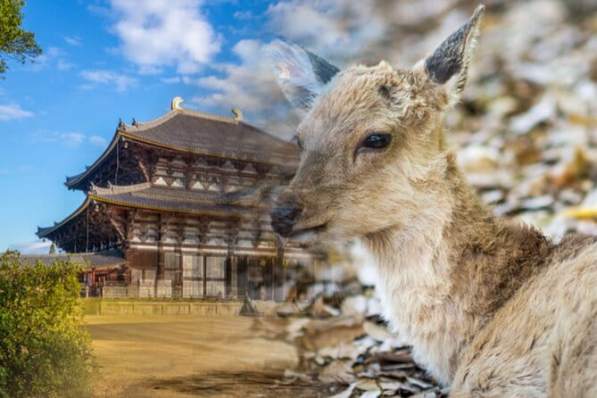 Arima Onsen, TōDai-Ji, Kobe Sanda Outlets & Nara Park Fr Osaka - Itinerary Details