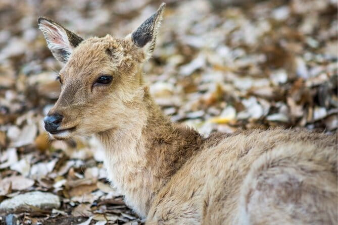 Arima Onsen, TōDai-Ji, Kobe Sanda Outlets & Nara Park Fr Osaka - Inclusion and Exclusion