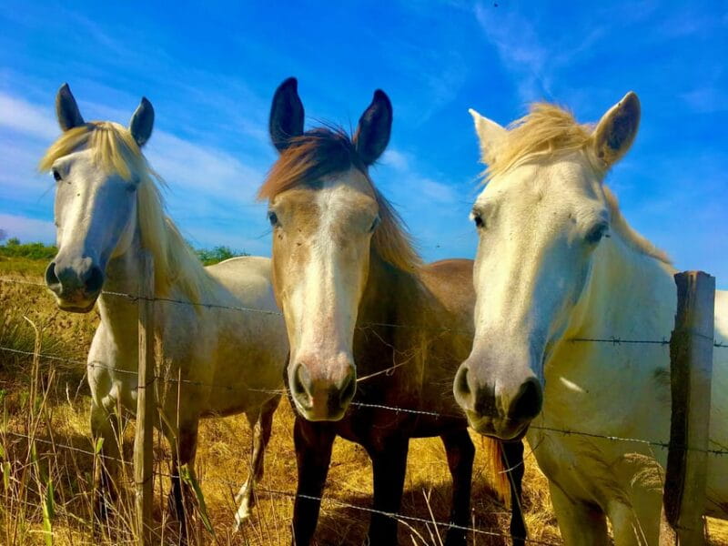 Arles & Camargue Natural Park (including Aigues Mortes) - Key Points & Takeaways