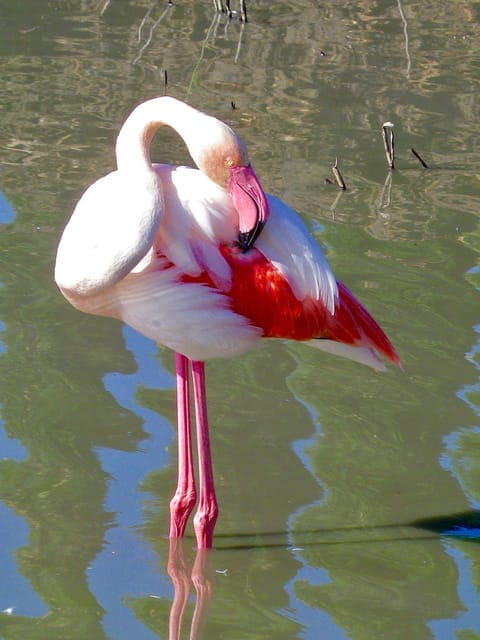 Arles & Camargue Natural Park (including Aigues Mortes) - Medieval Charm at Aigues Mortes: Salt Town and Fortress