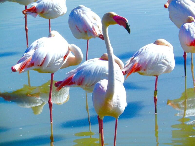 Arles & Camargue Natural Park (including Aigues Mortes) - Price and Logistics: Good Value for a Full-Day Experience