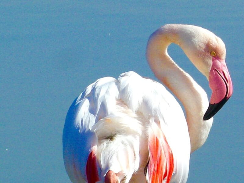 Arles & Camargue Natural Park (including Aigues Mortes) - The Sum Up