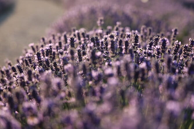 Aroma sampling of 5 Bulgarian Lavender varieties at DiVes Winery - Exploring the Lavender Fields and What You Can Expect