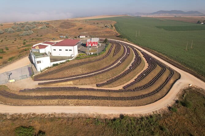 Aroma sampling of 5 Bulgarian Lavender varieties at DiVes Winery - Price and Logistics: Is It Worth It?