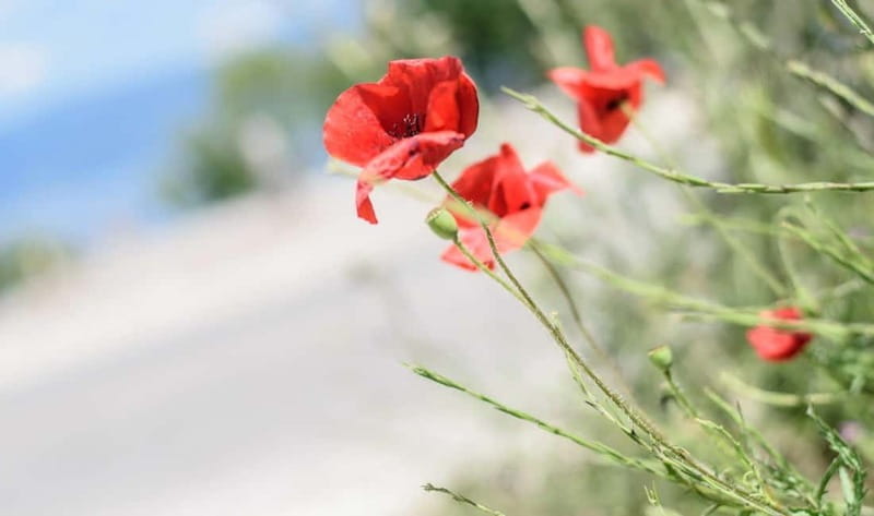 Around the lake Albania from Ohrid and Struga. - Key points / Takeaways