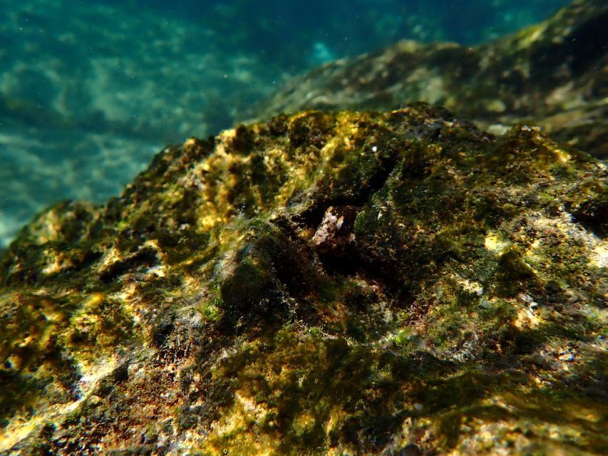 Arrábida Marine Reserve: Kayaking & Snorkeling Tour - Experience Highlights