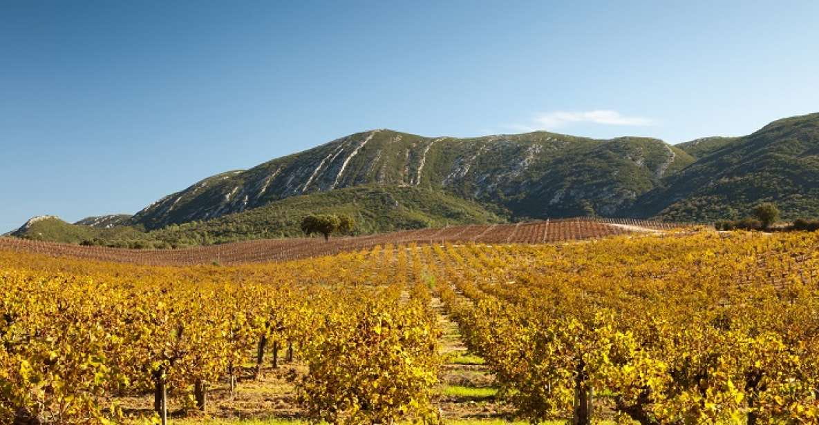 Arrabida Natural Park Full-Day Private Tour From Lisbon - Traditional Meal and Wine