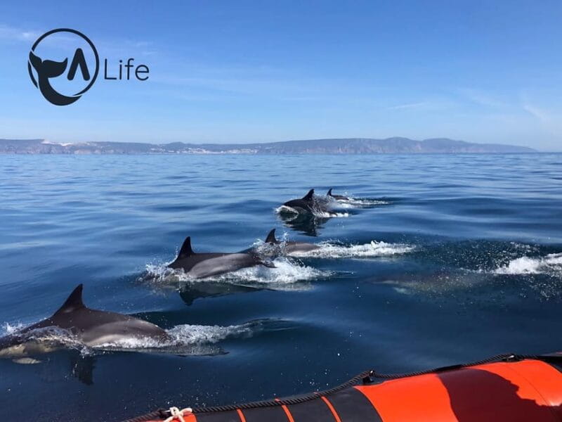 Arrábida - Sesimbra: Dolphin Watching - Key points / Takeaways