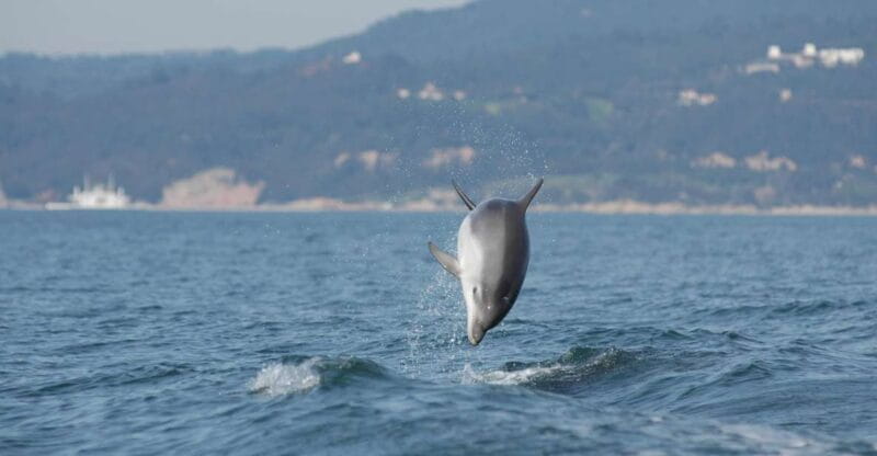 Arrábida - Sesimbra: Dolphin Watching - Starting Point: Arrabida Life and Departure Logistics