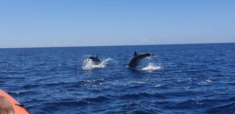 Arrábida - Sesimbra: Dolphin Watching - Price and Value Considerations