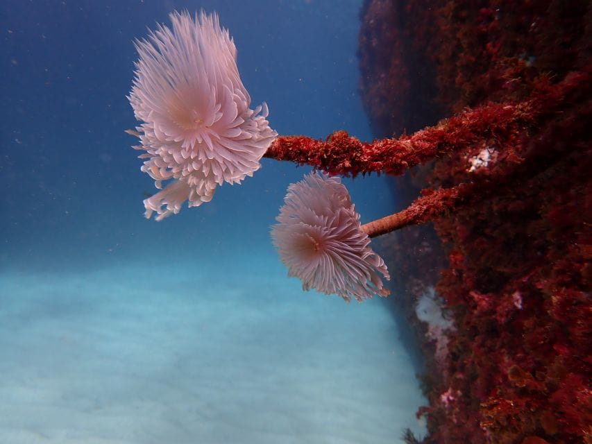 Arrábida: Snorkeling Experience in Arrábida Marine Reserve - Unique Features