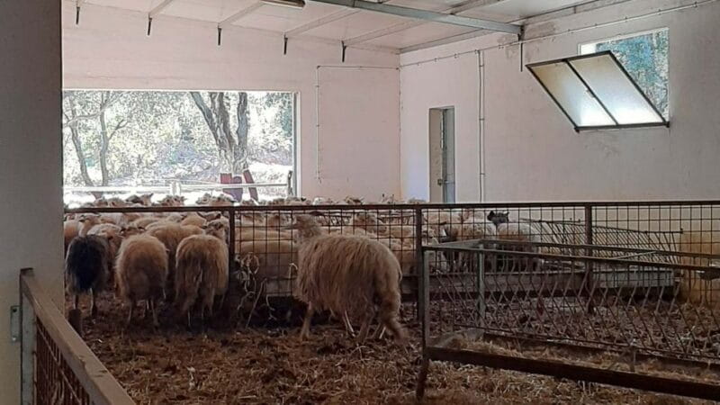 Arzana: Day with a shepherd w/ lunch in a farm - Who This Experience Is Perfect For