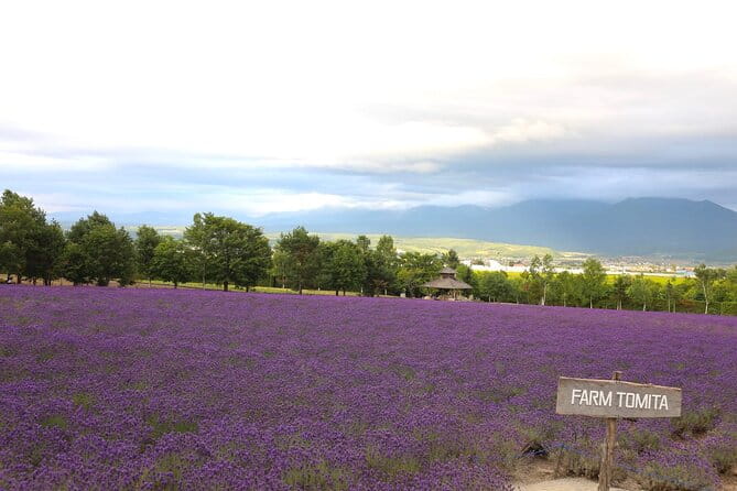 Asahiyama Zoo, Aoiike, Farm Tomita, Ningle Terrace (from Sapporo) - Pickup and Confirmation