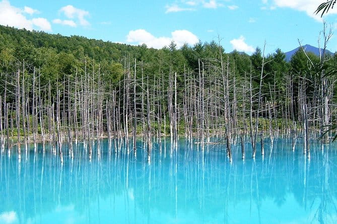 Asahiyama Zoo, Blue Pond, Shirahige Falls, Ningle Terrace (from Sapporo) - Blue Pond: Mesmerizing Color Changing
