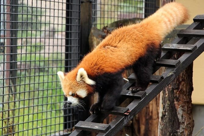 Asahiyama Zoo One-Day Tour - Tour Itinerary