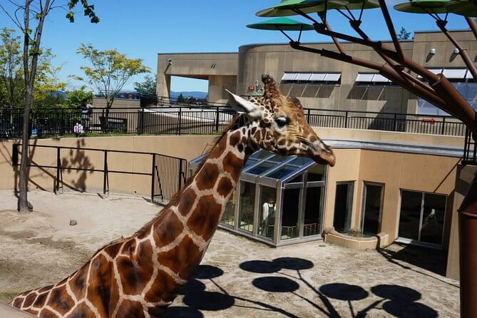 Asahiyama Zoo One-Day Tour - What to Expect