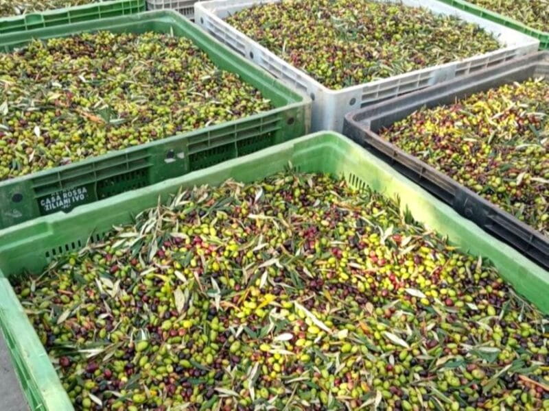 Ascoli Piceno: Olive Oil Tasting with local products - Key points / Takeaways