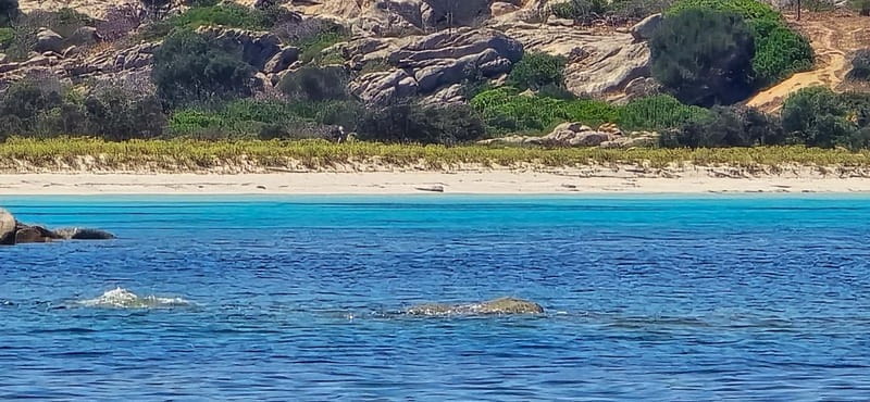 Asinara by Boat: Half-Day Morning Tour among crystal clear waters - Exploring Sardinia’s Hidden Water Paradise