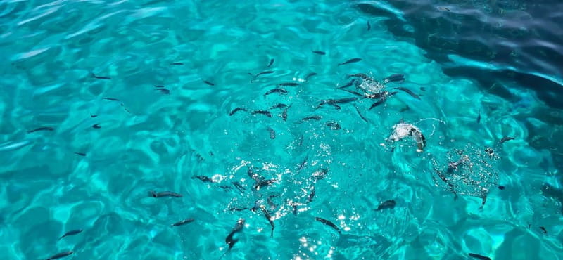 Asinara by Boat: Half-Day Morning Tour among crystal clear waters - The Authenticity and Unique Value