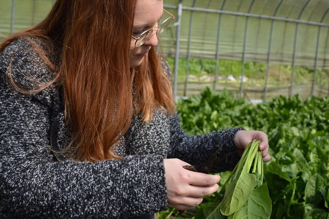 Aso Caldera and Farm Experience Tour - Customer Feedback and Host Response