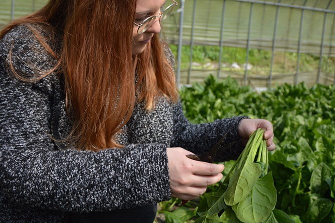 Aso Cycling and Farming Private Tour - Exploring Kumamoto Prefecture
