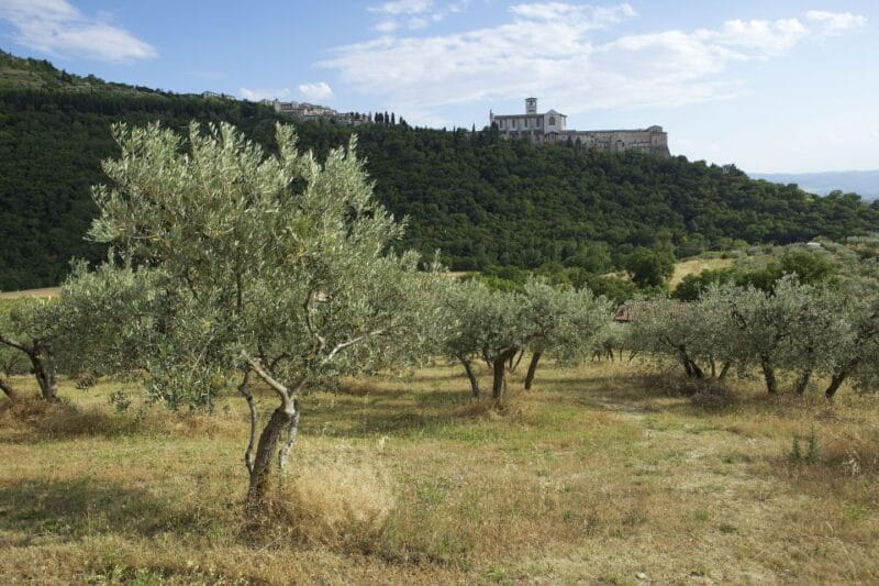 Assisi: Bosco di San Francesco Entry Ticket - Exploring the Bosco di San Francesco: A Detailed Walkthrough