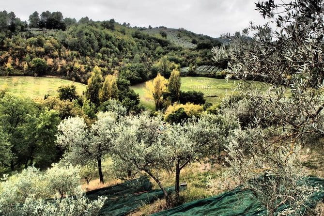 Assisi, Deruta & organic gourmet lunch at the olive oil farmhouse from SIENA - Final Thoughts: A Day Well Spent