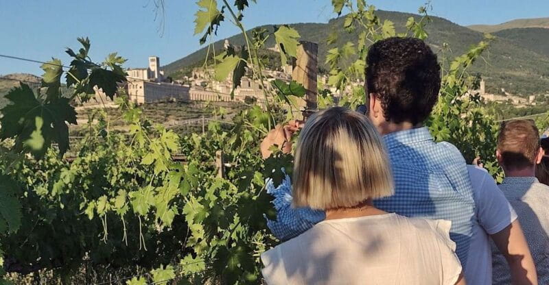 Assisi: Wine tasting, gourmet pairing, walk in the vineyards - Key points / Takeaways