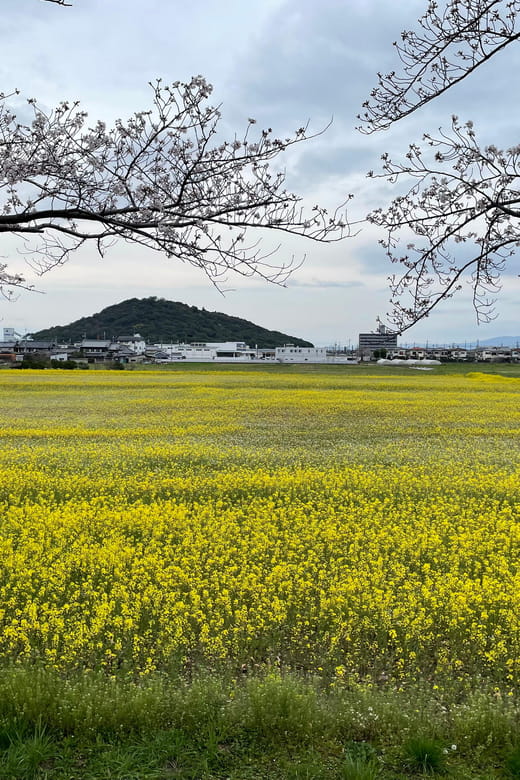 Asuka: Discover Origin of Japan Review - Meeting Point and Recommendations