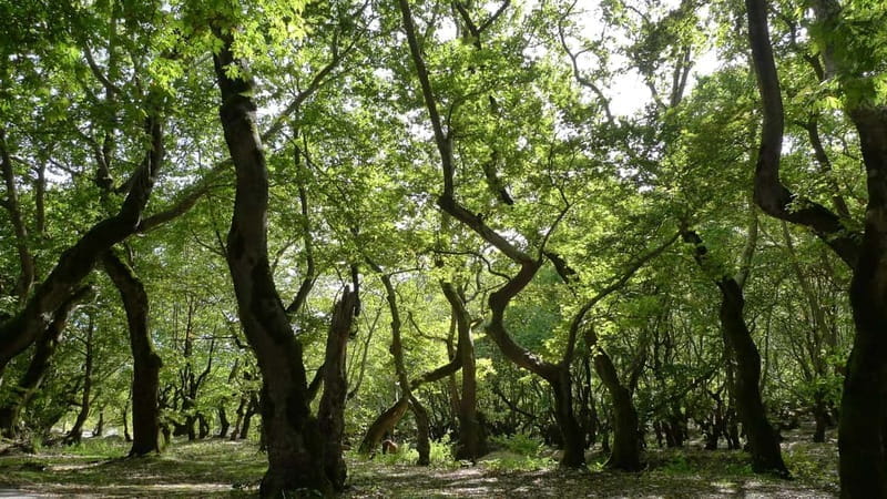 Athens: Kalavrita UNESCO Global Geopark & Pounta Beach Swim - Exploring the Full Day: From Mountain Forests to Coastal Waters